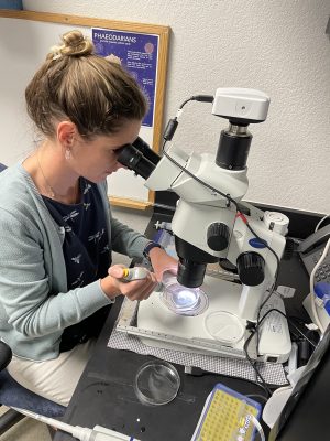 Scientist looking through a microscope while holding a pipettor toward the sample underneath.