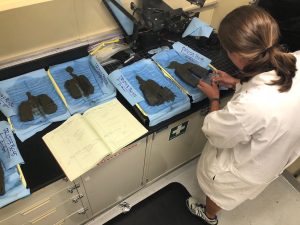 A researcher with brown shoulder-length hair in a ponytail wearing a white lab coat and white sneakers examines samples of brown mud. The four mud samples are laid out on pale-yellow trays lined with light-blue paper towels with a handwritten identification code on each. The trays are sitting on a black countertop with beige metal cabinets underneath.
