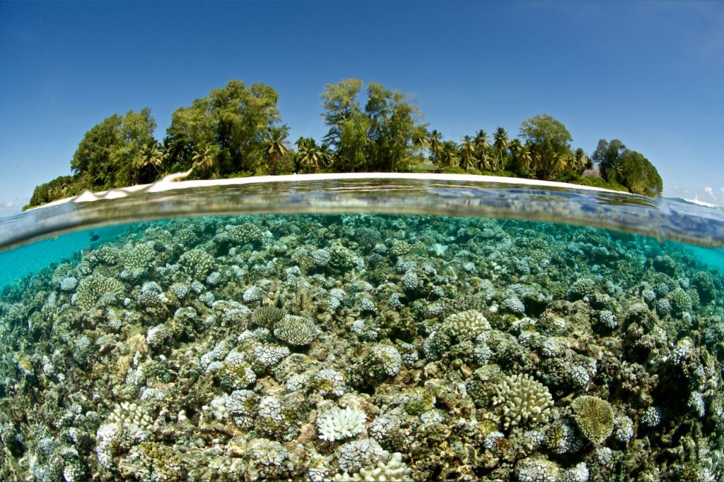 Split underwater view of bleached corals with an island in the background