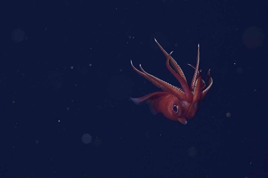 A dark red squid with wide fins and black eyes drifts in the water column. The squid is facing the camera and holding its eight arms upright above its body. The arms are lined with light yellow hooks and have white tips. The background is dark blue water with a few yellow flecks of drifting organic debris.