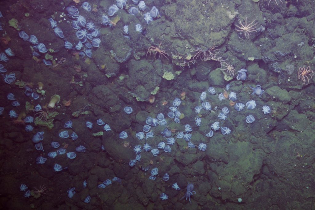 Several pale purple octopus nest in crevices on a greenish-black rocky ridge on the deep seafloor. The octopus are oriented upside down in rocky crevices with their arms and suckers exposed. Several pale orange sea stars are interspersed among the nesting octopus.