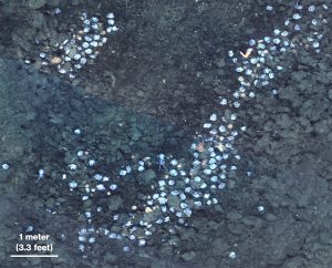 A photomosaic assembled from photos taken during low-altitude surveys with an underwater robot. Several pale octopus are visible nesting in two crevices along the black, rocky seafloor at the top left and the right of the photo. Other marine life, including pale orange sea anemones, are also visible.