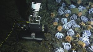 A robotic arm placing a camera on the seafloor to the left of nesting pale purple octopus. This screen capture from underwater video shows octopus oriented upside down with their arms and suckers exposed as they nest in between greenish-brown boulders to the right of an underwater camera. Several pale orange sea anemones are interspersed among the nesting octopus. The camera on the left has a black housing, a silver metal base, and a silver handle. A black and blue cable extends from the back of the camera, offscreen to the left. A yellow cord is tied to the handle, and extends offscreen to the left. The robotic arm at the top of the image has a silver metal claw and white plastic base.