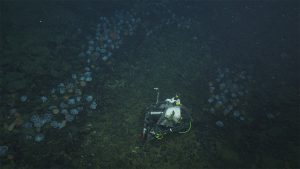 A time-lapse camera in a silver metal and white plastic housing with green cables sits on the greenish-black, rocky seafloor observing an aggregation of nesting octopus on the left side of the frame. The round, pale purple octopus are clustered in a large rocky crevice. A second, smaller aggregation of nesting octopus is on the right side of the frame, behind the camera.