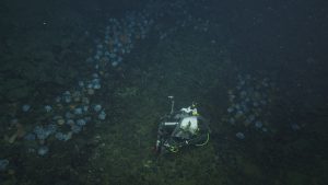 A time-lapse camera in a silver metal and white plastic housing with green cables. This screen capture from underwater video shows the camera positioned on the greenish black, rocky seafloor to observe an aggregation of nesting octopus to the left. The round, pale purple octopus are clustered in a large rocky crevice. A second, smaller aggregation of nesting octopus is on the right, behind the camera.