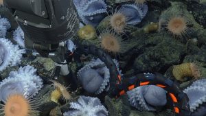 Several pale purple octopus nesting in between greenish brown boulders. The octopus are oriented upside down with their arms and suckers exposed. Several pale orange sea anemones are interspersed among the nesting octopus. This screen capture from underwater video shows the robotic arm of a remotely operated vehicle deploying a black and silver metal rod to study conditions inside octopus nests. This probe is connected to the robot off-screen by a coiled blue tube and orange wire, both wrapped together with black tape.
