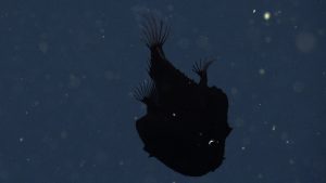 A dreamer anglerfish with a bulbous black body. The fish is swimming downwards, facing the bottom right, with its round transparent tail fin at the top of the photo and two smaller, rounded transparent fins on either side of its body. A small whitish lure is visible on the fish’s head. This screen capture from underwater video shows a fish observed in open water with blue water and tiny specks of organic particles drifting in the background.