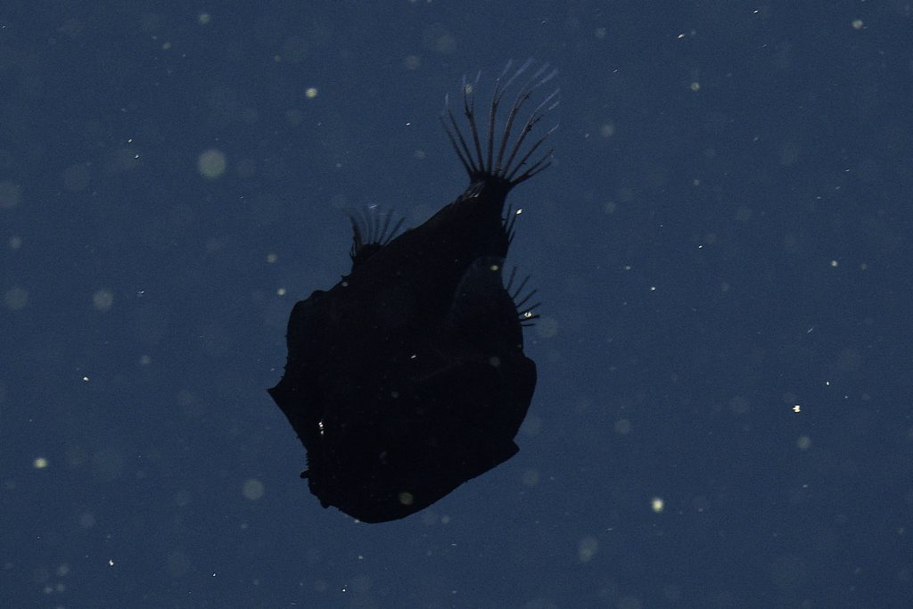A dreamer anglerfish with a bulbous black body. The fish is swimming downwards, facing the bottom left, with its round transparent tail fin at the top of the photo. This screen capture from underwater video shows a fish observed in open water with blue water and tiny specks of organic particles drifting in the background.