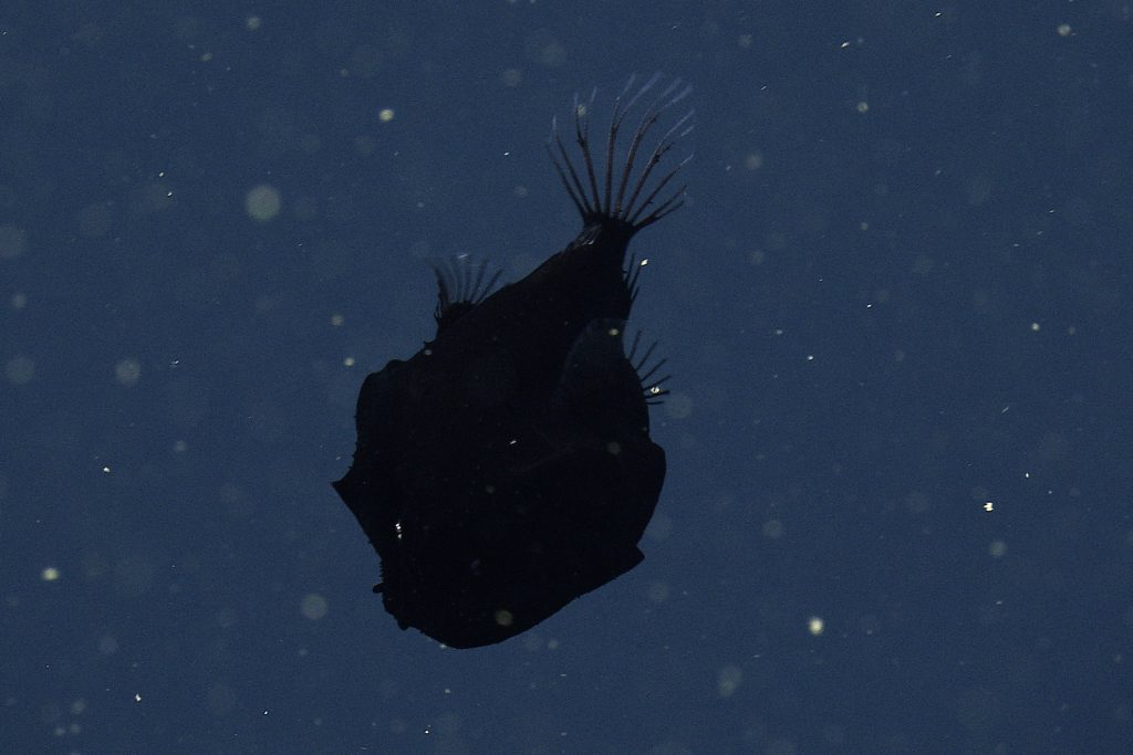 A dreamer anglerfish with a bulbous black body. The fish is swimming downwards, facing the bottom left, with its round transparent tail fin at the top of the photo. This screen capture from underwater video shows a fish observed in open water with blue water and tiny specks of organic particles drifting in the background.