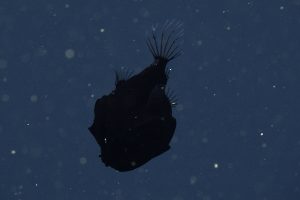 A dreamer anglerfish with a bulbous black body. The fish is swimming downwards, facing the bottom left, with its round transparent tail fin at the top of the photo. This screen capture from underwater video shows a fish observed in open water with blue water and tiny specks of organic particles drifting in the background.