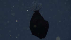A dreamer anglerfish with a bulbous black body. The fish is swimming downwards, facing the bottom center, with its round transparent tail fin at the top of the photo. This screen capture from underwater video shows a fish observed in open water with blue water and tiny specks of organic particles drifting in the background.