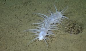 A white, sausage-shaped sea cucumber with several thin, white parapodia. To the right is a pale gray, round sea urchin covered in brown organic debris. This screen capture from underwater video shows the animals on the brown, muddy deep seafloor.