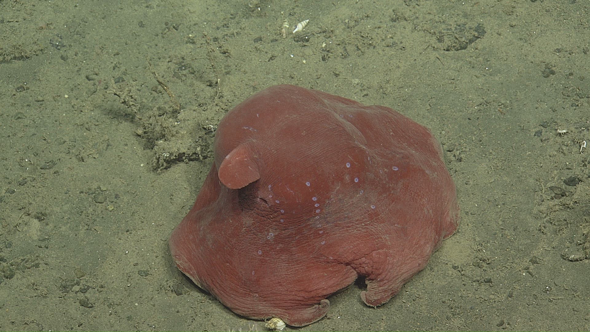Opisthoteuthis Californiana It Swallows Prey Whole Can Reproduce At Opisthoteuthis Californiana It Swallows Prey Whole Can Reproduce At