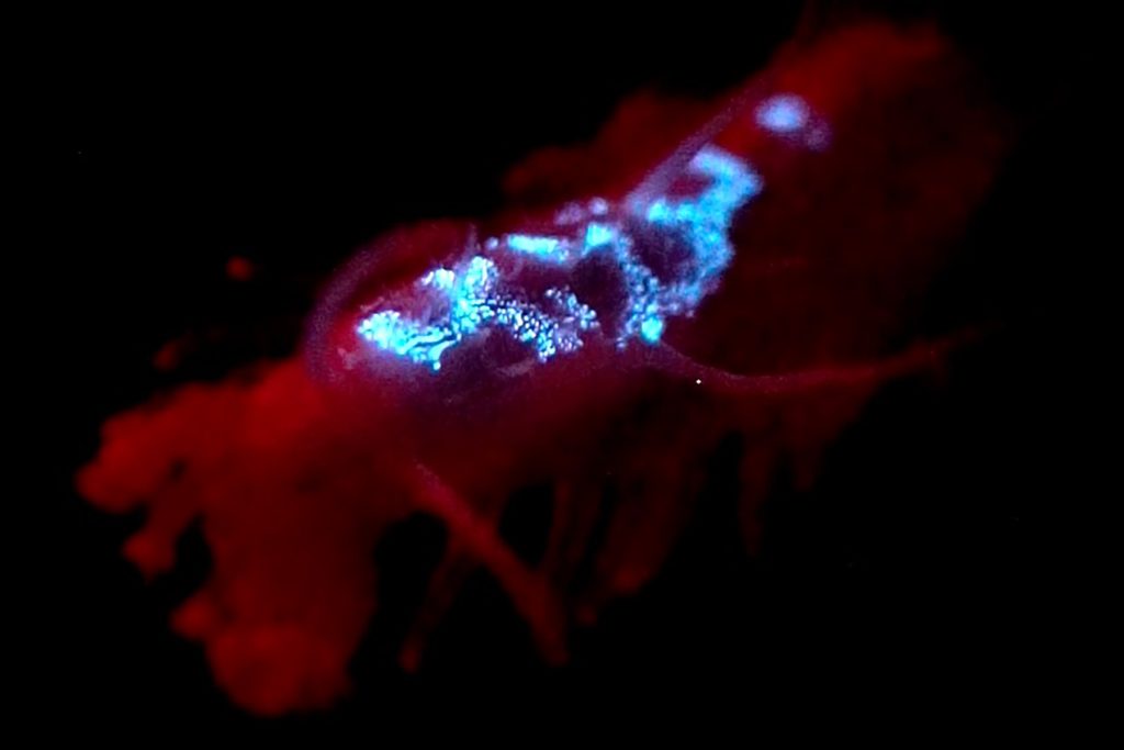 A sea cucumber illuminated with red light against a black background displays waves of brilliant blue bioluminescence along its back.