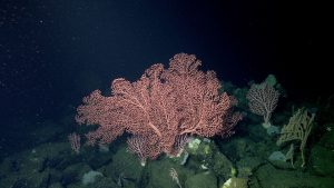 Two large, branched pink corals grow on a greenish-black rocky outcropping on the deep seafloor. In the background are smaller pink and yellow corals that fade into black water.