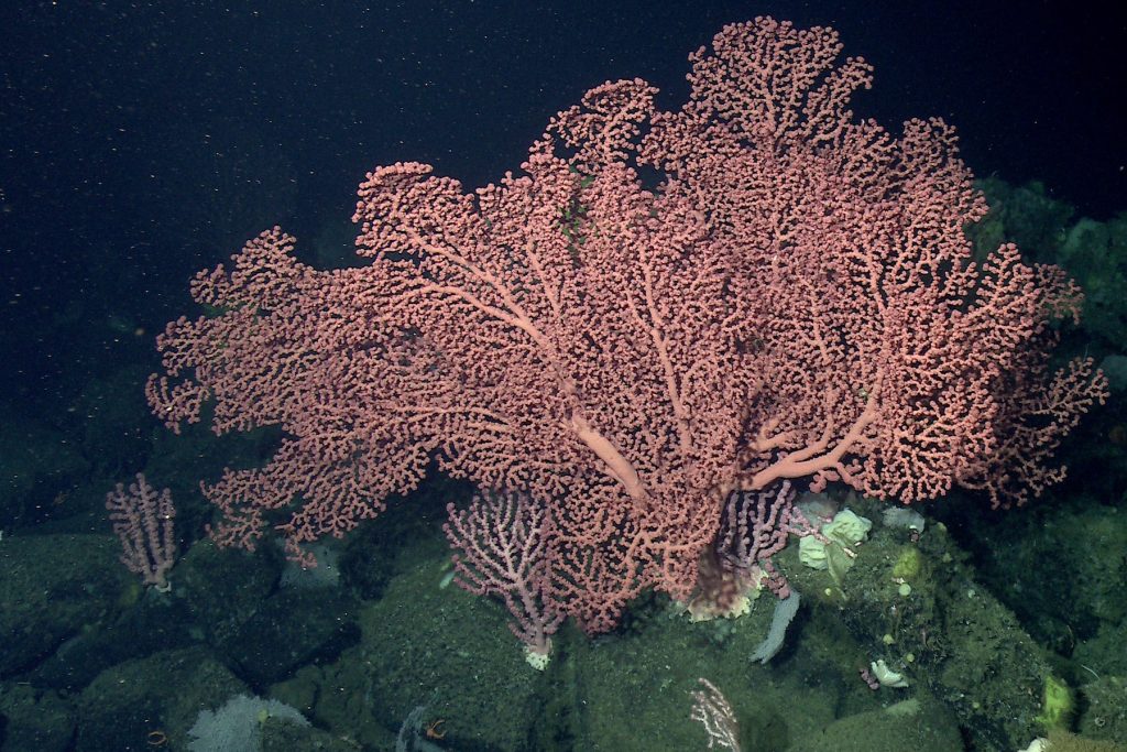 A large pink fan-shaped coral with several smaller pink corals, white corals and yellow sponges in the background. This screen capture from underwater video shows corals attached to rocks covered in dark brown sediment, with dark water in the background.