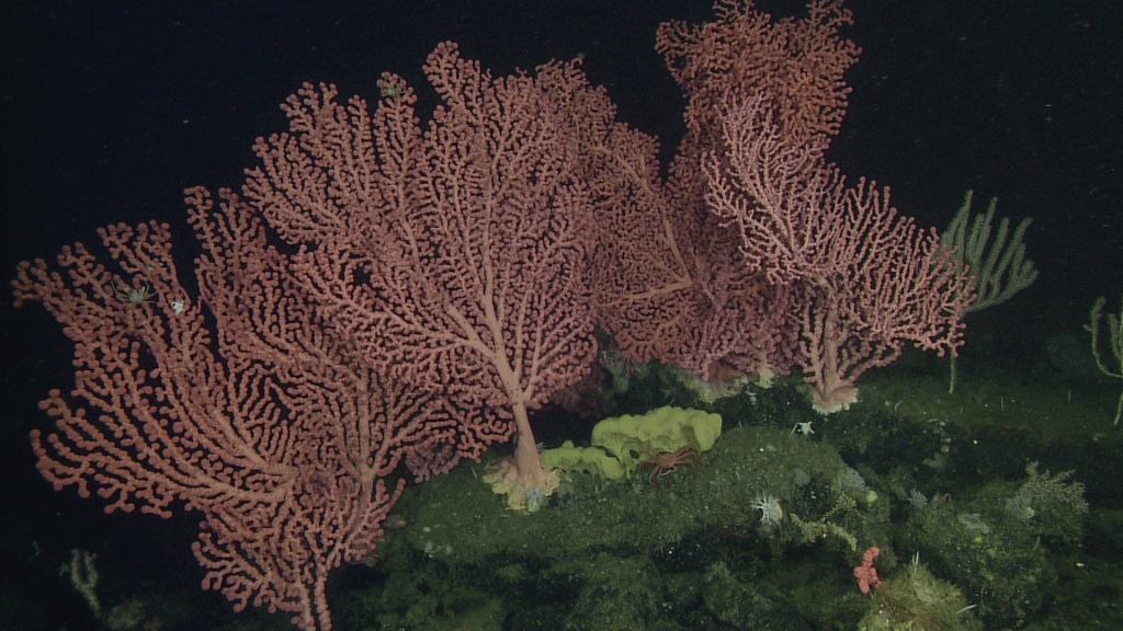 Deep-sea bubblegum corals perched on a rocky seamount.