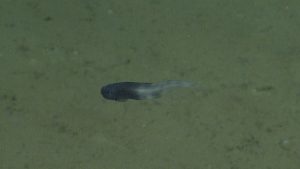 A slender deep-sea snailfish swims above the seafloor. The snailfish has a dark brown body with a tapering translucent white tail. The fish is swimming to the left side of the frame. The background is greenish-brown muddy seafloor.