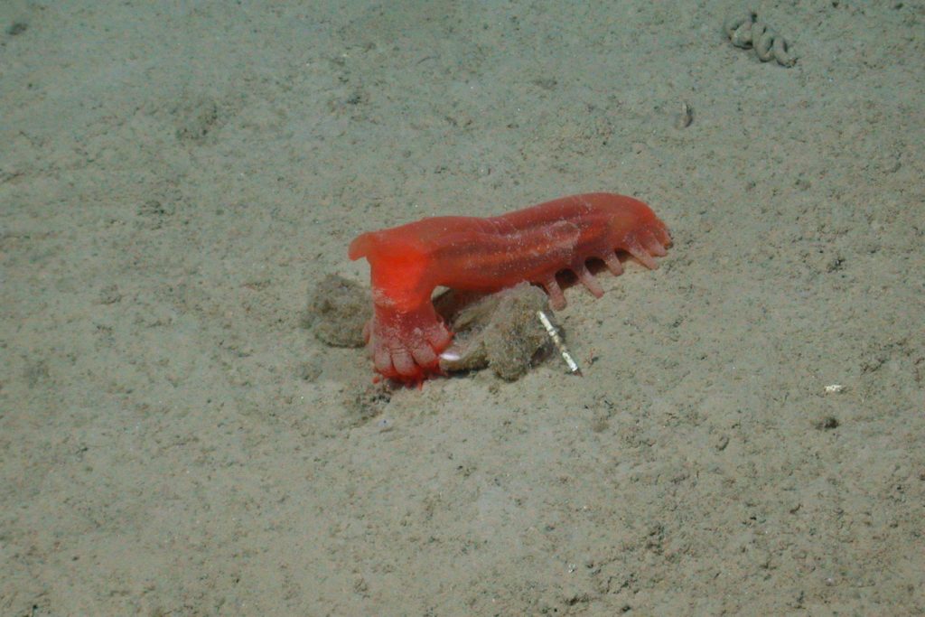 A red sea cucumber sits on the deep seafloor with its thick oral tentacles probing a clump of brown organic material.