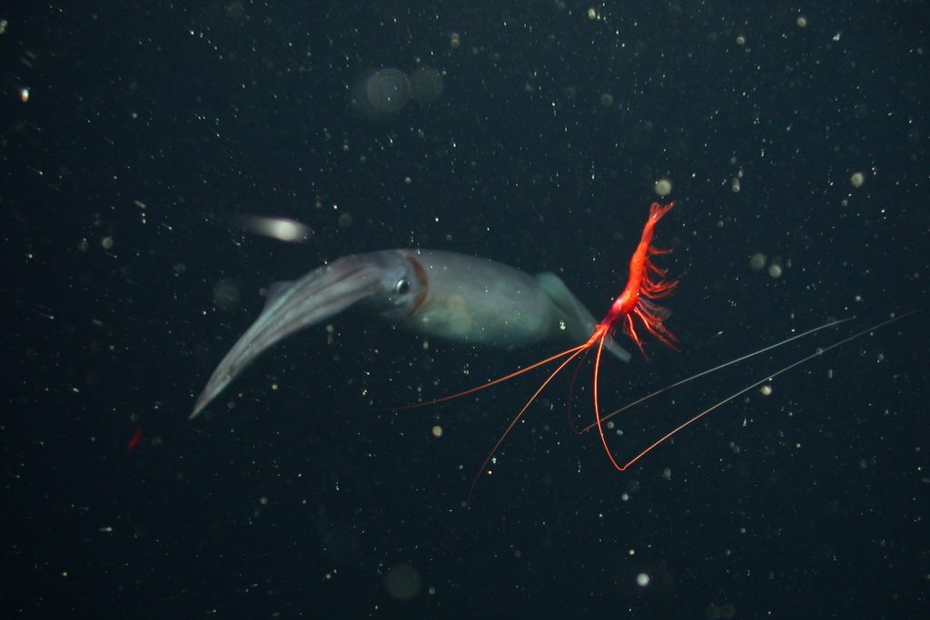 A dark gray Humboldt squid disappears into the darkness while a bright red shrimp with long antennae swims in the foreground. Photographed in the midwater with a flurry of marine snow.