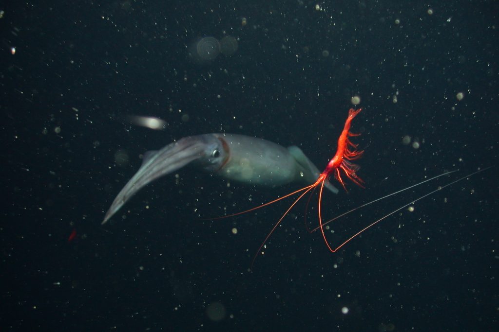 A dark gray Humboldt squid disappears into the darkness while a bright red shrimp with long antennae swims in the foreground. Photographed in the midwater with a flurry of marine snow.