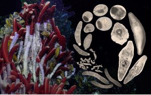 Image: Dykman et al. 2025. Marine Ecology Progress Series 755: 1–14 [feature article]