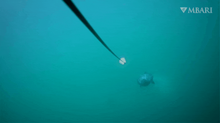 An animated GIF clipped from underwater video filmed with Piscivore shows a diving cormorant seabird approaching the camera. The bird has a black feathers shiny with air bubbles, a long neck and sharp beak, and is paddling two webbed black feet. The bird is investigating a spoon-shaped metal attractor spinning in the currents at the end of a black rod. The background is blue-green water with an MBARI logo watermark at the top right corner.