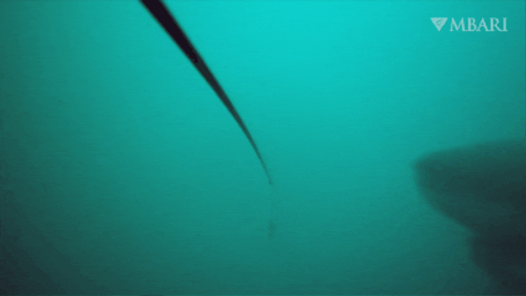 An animated GIF clipped from underwater video filmed with Piscivore shows a large white shark swimming past the camera. The shark has a dark gray backside and white underneath, with a pointed nose, large belly, and crescent-shaped tail. The shark investigates a spoon-shaped metal attractor dangling off the end of a black rod. The background is blue-green water with an MBARI logo watermark at the top right corner.