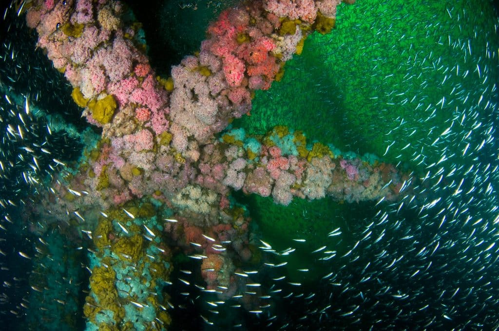underwater photo of a oil/gas platform with schooling Sebastes