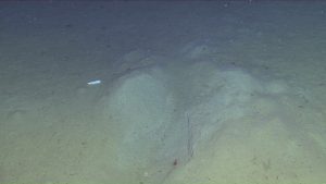 A submersible outside of frame illuminates a large crater in a large expanse of brown muddy seafloor.