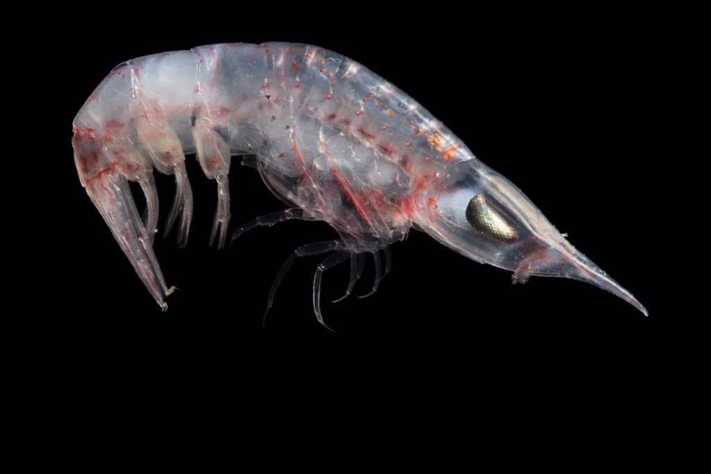 A shrimp-like amphipod crustacean swims in a tank with a solid black background. The amphipod has a segmented transparent body with red spots. It has a sharp, pointed head and several rows of jointed legs and short swimming legs.