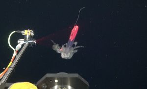 An instrument projects a sheet of red laser light on a gelatinous siphonophore. The laser instrument to the left of the frame has a silver metal canister and a dark-gray plastic canister and is mounted on a wide, flat metal rod with white and orange cables. The siphonophore in the center of the frame has a rope-like central stem with a series of transparent bells and frilly body. Part of its swimming bells are illuminated red with laser light. This screen capture from underwater video was taken in the water column, with open, dark-blue water in the background. The yellow and black housings of a camera system is also visible in the bottom of the frame.