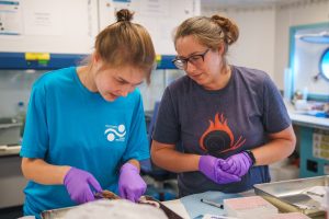 Two scientists wearing purple gloves dissect a large white clam. In the background are counters of scientific equipment, the white walls of the lab, and a porthole window looking out to sea.