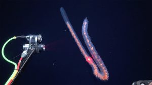 A scientific instrument scans a rope-like deep-sea siphonophore. The instrument has a camera and a laser in separate gray metal cylinders attached to a metal rod with green and red cables, respectively. It is projecting a sheet of red laser light that is illuminating a siphonophore. The siphonophore is transparent with orange guts. It is curled over itself in a U shape. The background is dark blue water.