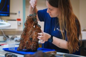 A scientist in the lab aboard a research ship examines a rock sample collected from a deep-sea hydrothermal vent. She is holding tweezers and removing small orange snails from a large piece of black rock covered in a rusty-brown crust. In the foreground are assorted scientific instruments. In the background are the white walls of a research lab.