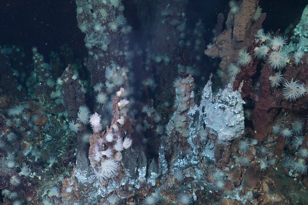 A community of white sea anemones growing on rocky spires at a deep-sea hydrothermal vent. Some spires are rusty-brown, and some are ashy-white. The background is black water.