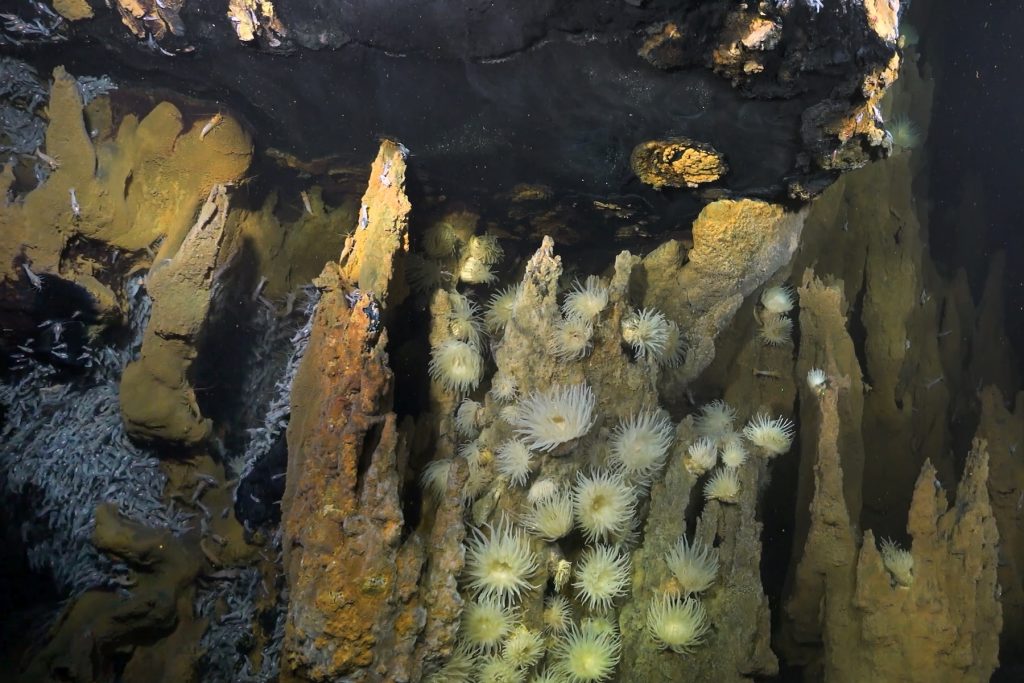 A cluster of yellow sea anemones grows on yellowish-brown, spire-shaped rock formations at a deep-sea hydrothermal vent. On the left are several gray shrimp huddled together on a black rock formation.