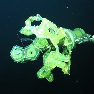 A sampling instrument made of several individual pentagon-shaped tiles prepares to collect a transparent worm. The sampling instrument consists of several white plastic pentagon-shaped tiles that can fold around a deep-sea animal. The sampler is attached to an underwater robot on the right of the frame and open to encapsulate a worm with a transparent blue body and two long whisker-like cirri. This screen capture from underwater video was taken in the midwater with open dark-blue water in the background.