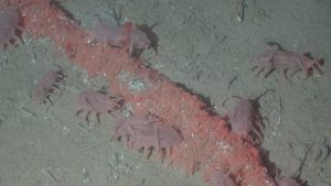 An aggregation of 10 translucent pink sea cucumbers feeds on a long tube of decomposing pink organic material. The sea cucumbers have translucent pink bodies with several long tube feet and two prominent finger-like projections at either end of their body. The background is light-brown muddy seafloor.