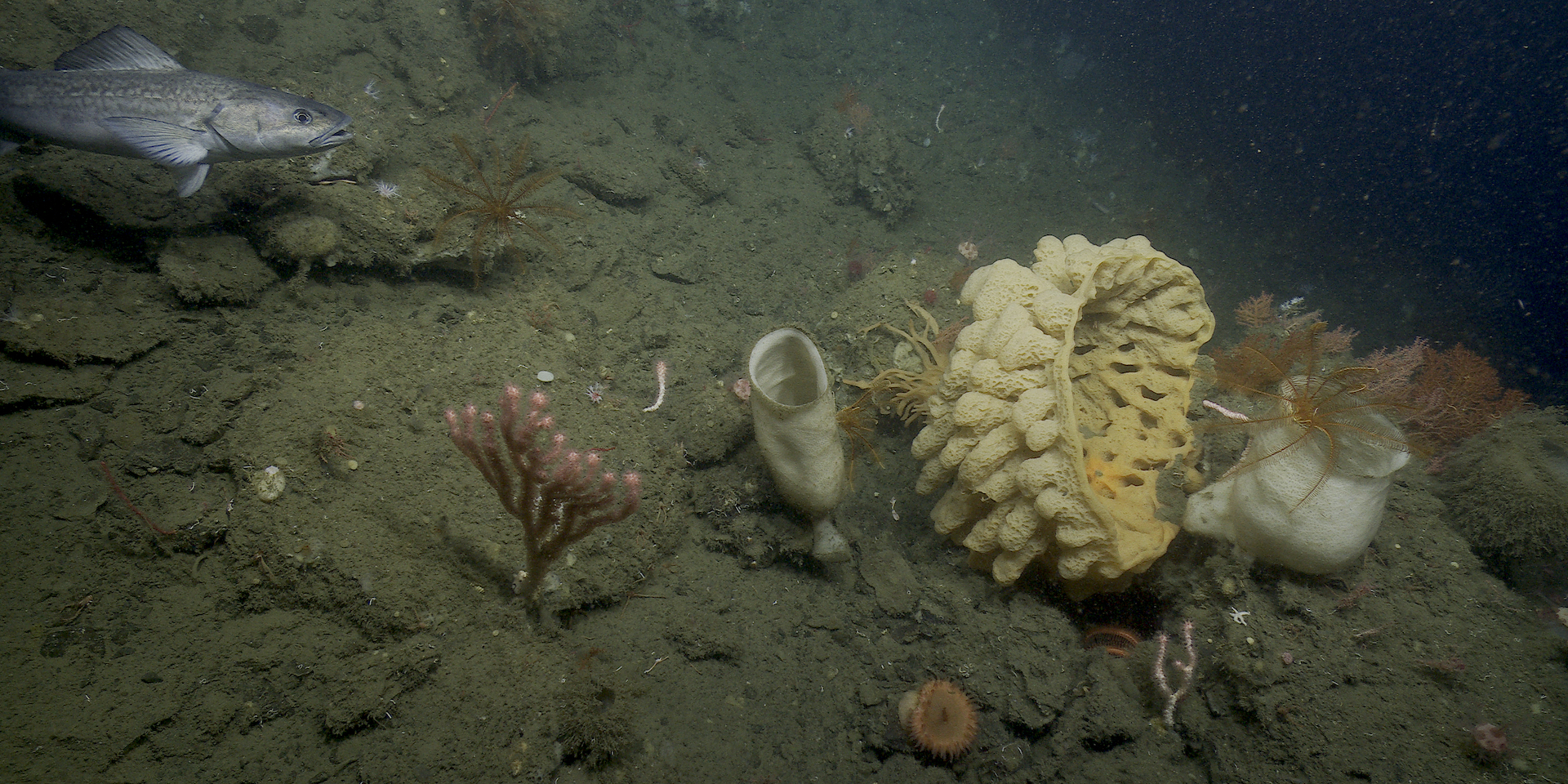 New underwater camera records stunning 4K video of deep-sea animals and  habitats • MBARI
