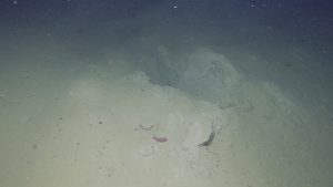 A robotic submersible out of frame illuminates the brown soft-sediment seafloor, with a large indentation in the mud at the center of the frame. In the foreground is an orange sea cucumber. The background fades to darkness outside the submersible’s lights.
