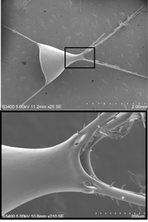 Scanning electron micrograph of a phaeodarian cell capsule. The upper image shows the silica structure of one capsule, while the lower image ias a mangification on the one part.