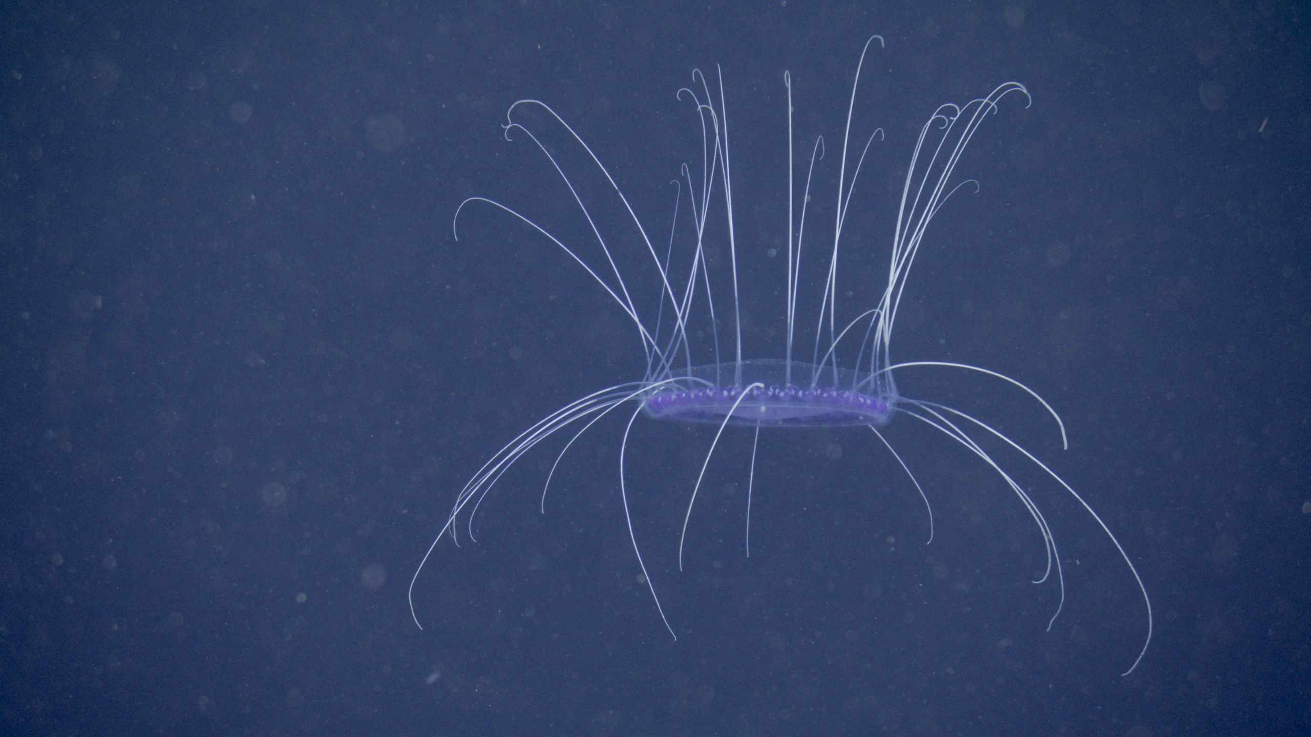 4K ultra high definition:A dinner plate jelly (Solmissus sp.) filmed in 4K ultra high definition (3840 x 2160 pixels). Image: © 2021 MBARI