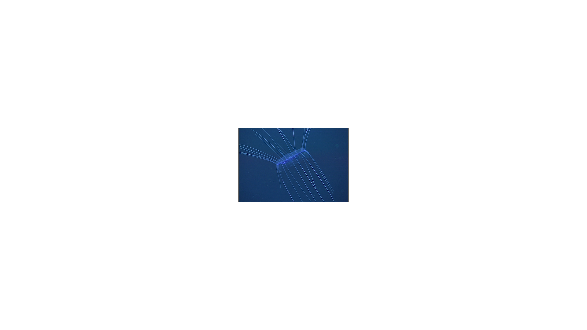 Standard definition:A dinner plate jelly (Solmissus sp.) filmed in standard definition (720 x 486 pixels). Image: © 2001 MBARI