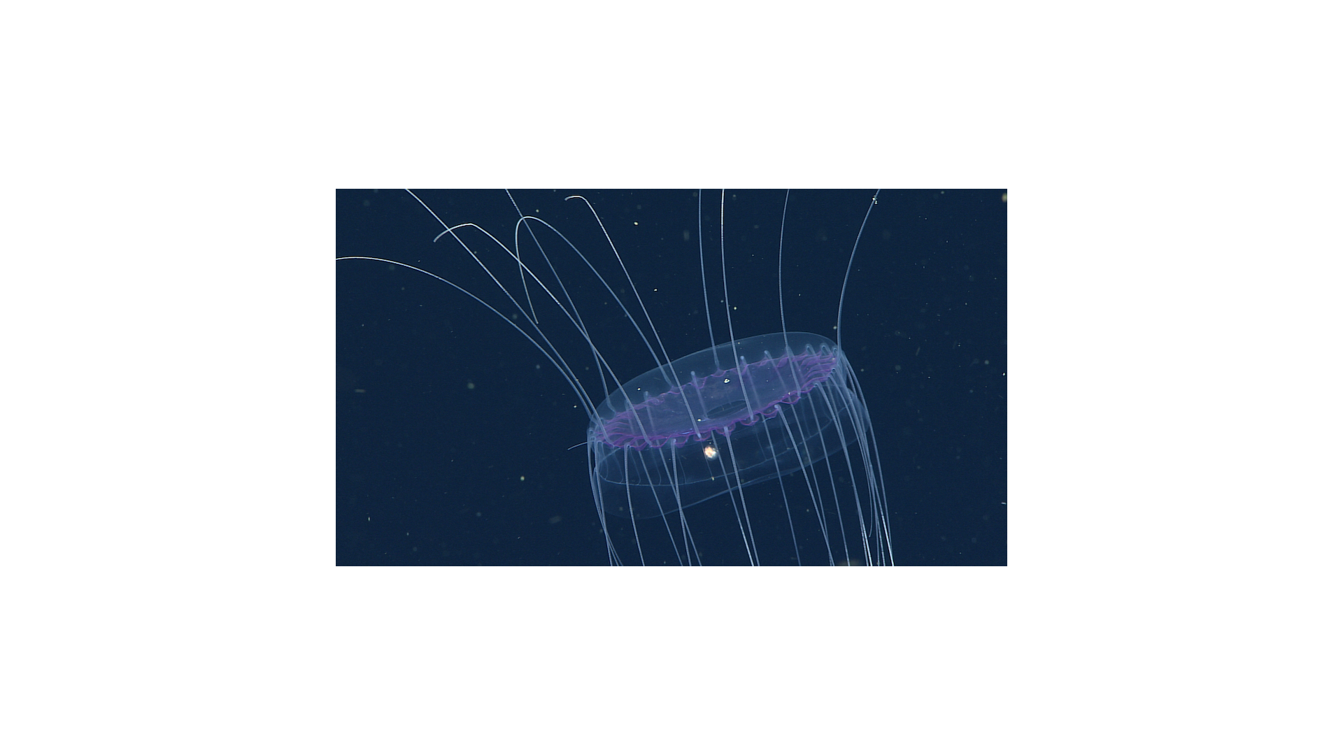 High definition:A dinner plate jelly (Solmissus sp.) filmed in high definition (1920 x 1080 pixels). Image: © 2016 MBARI
