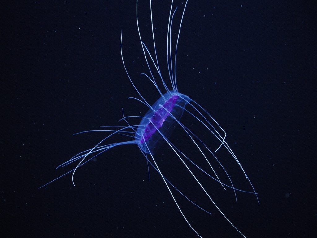 A transparent jelly swims in open water. The jelly has a purple, flat, plate-like bell with a wide margin. Half of the jelly’s stiff tentacles are being held above the bell, and half drag below the bell. The jelly is swimming toward the upper left corner of the frame. The background is black water with scattered tiny white flecks of drifting organic material.