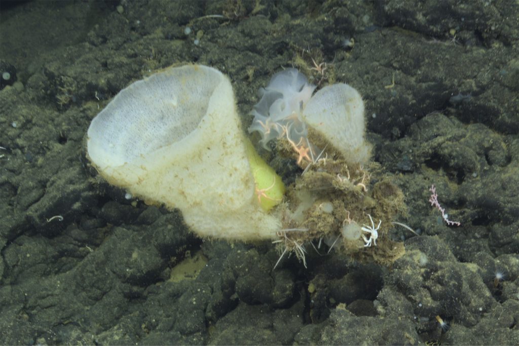 A large, white barrel sponge grows from the rocky deep seafloor, supporting a community of other animals.