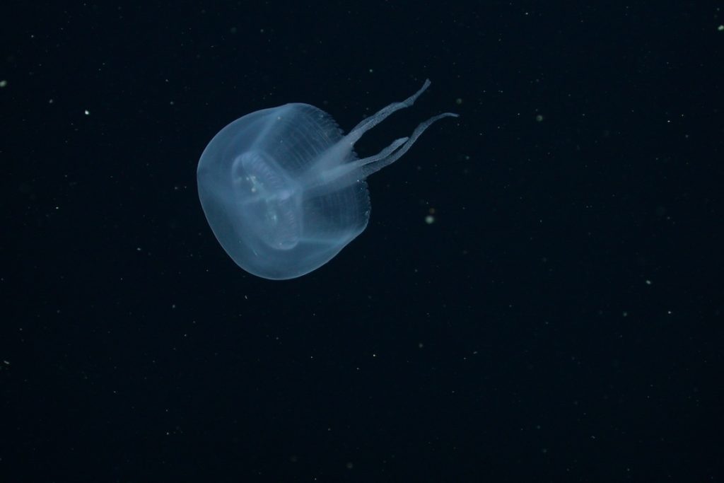A translucent white jelly swims in open water. The jelly has a rounded, bulbous bell and four wispy mouth-arms. The background is black water.
