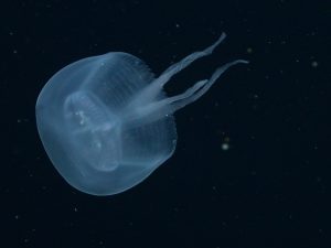 A translucent jelly with a comet-shaped body with a large round bell facing to the left and four thin mouth-arms trailing behind to the right. This animal was photographed in the water column with specks of organic material visible against the black water in the background.