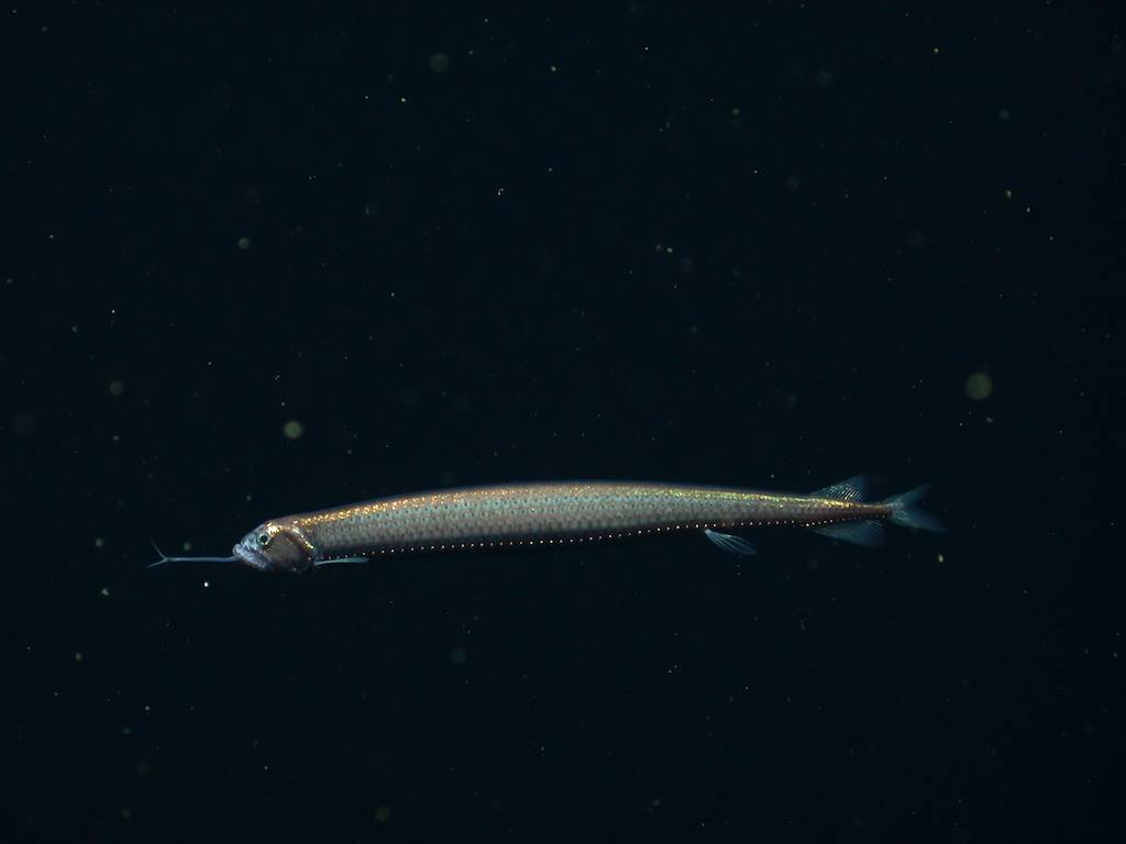 Dragonfish • MBARI